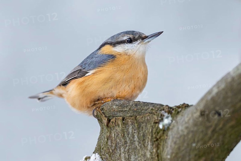 Nuthatch (Sitta europaea) resting on a copper beech, Germany