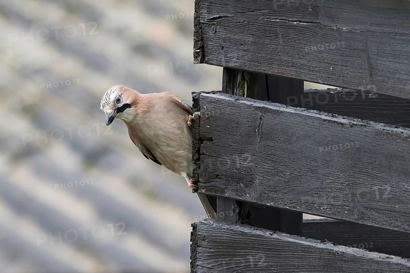 A jay (Garrulus glandarius) peers curiously from behind a wooden stick and observes the surroundings, Hesse, Germany