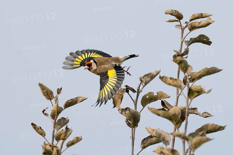Goldfinch (Carduelis carduelis) with outstretched wings flying between bare branches against a bright sky, Hesse, Germany
