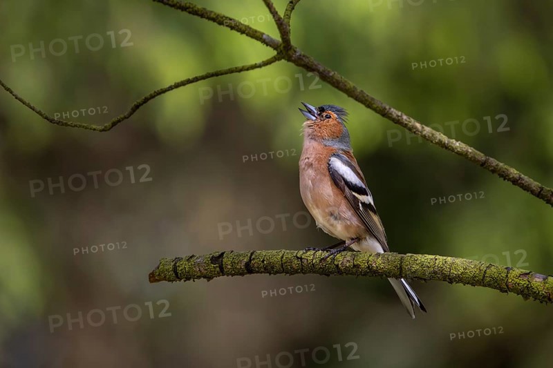 The raised head feathers signal maximum excitement in the male chaffinch (Fringilla coelebs), breeding plumage, territory, territorial song, Denmark