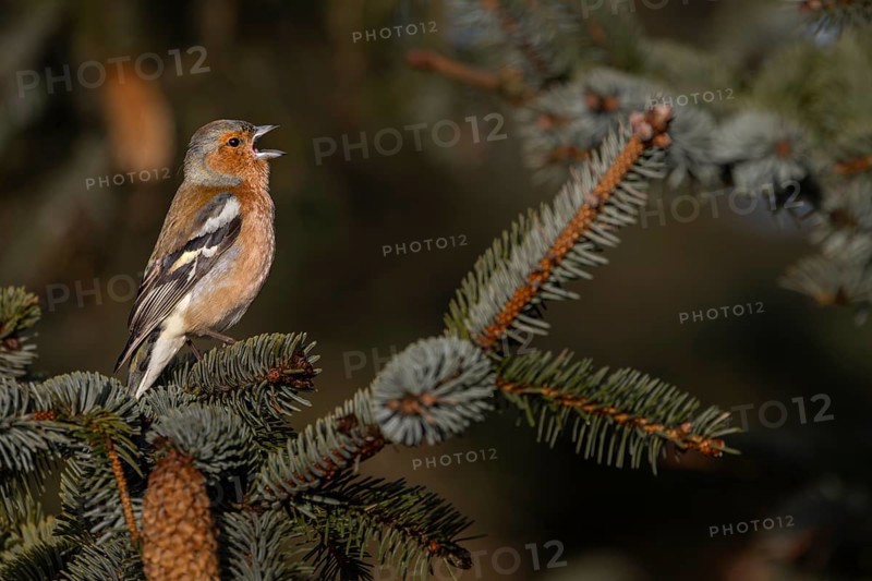 As early as March, the male chaffinch (Fringilla coelebs) occupies its territory and performs its song, breeding dress, territory, territorial song, Denmark