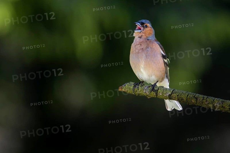 From mid-June, the singing activity of male chaffinches (Fringilla coelebs) decreases noticeably, breeding plumage, territory, territorial song, Denmark
