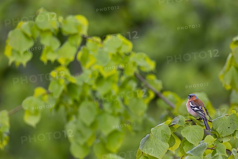 The fresh, bright green of the lime tree leaves forms a beautiful contrast to the plumage of the male chaffinch (Fringilla coelebs), breeding plumage, lime tree, Germany