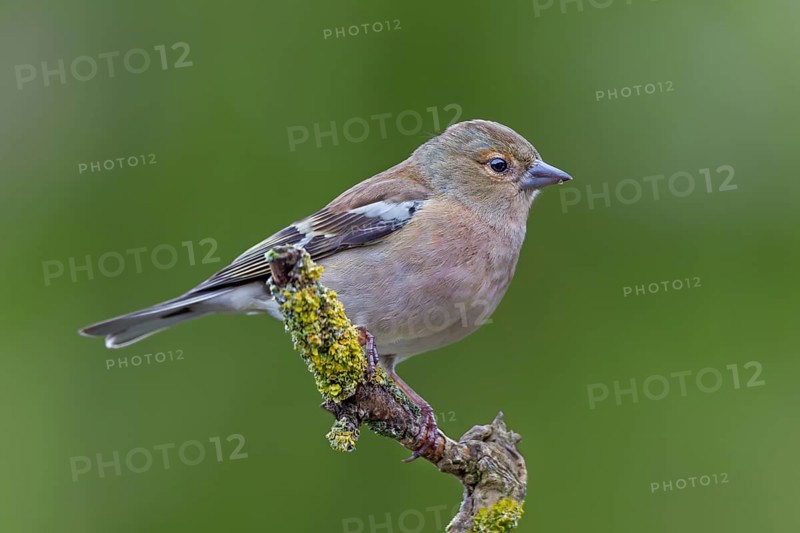 A male chaffinch (Fringilla coelebs) that hatched a few weeks ago, its plumage slowly colouring through, juvenile plumage, resting plumage, perch, Germany
