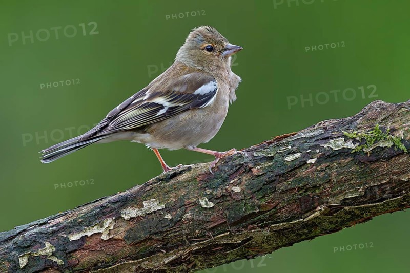 Chaffinch (Fringilla coelebs) female on an oak branch, perch, Germany