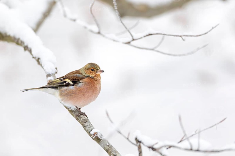 A male chaffinch (Fringilla coelebs) in typical matt winter dress, resting dress, winter, snow, Germany
