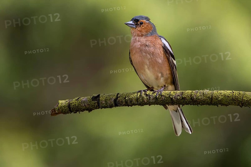 This male chaffinch (Fringilla coelebs) has already lost some head feathers in a territorial fight, breeding plumage, territory, Denmark