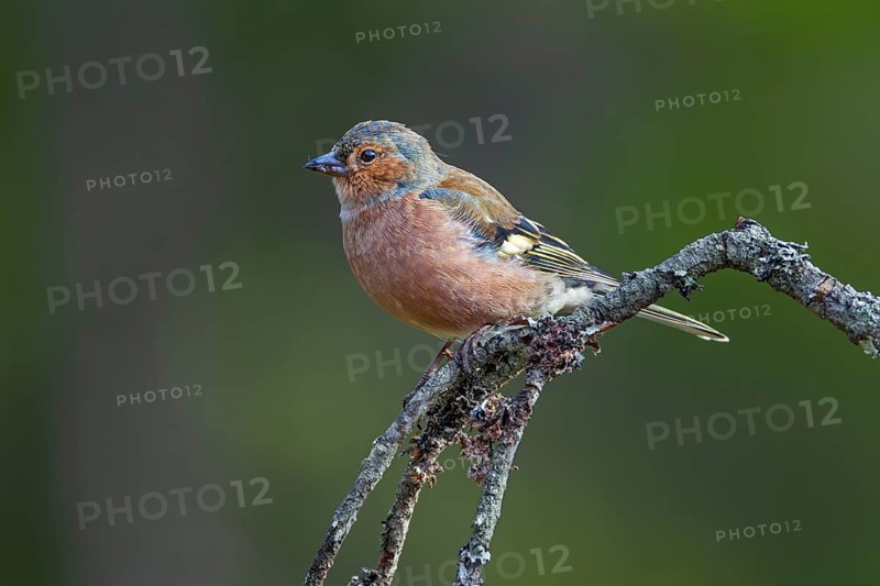 A male chaffinch (Fringilla coelebs) in resting plumage, which is much duller than the breeding plumage, perch, Sweden