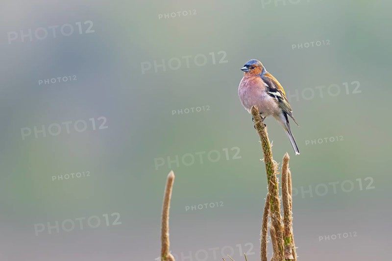 Chaffinch (Fringilla coelebs) male resting on his singing perch, breeding plumage, territory, Germany