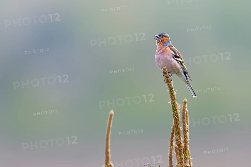 Chaffinch (Fringilla coelebs) male in breeding plumage on a singing platform, breeding plumage, territory, territorial song, Germany