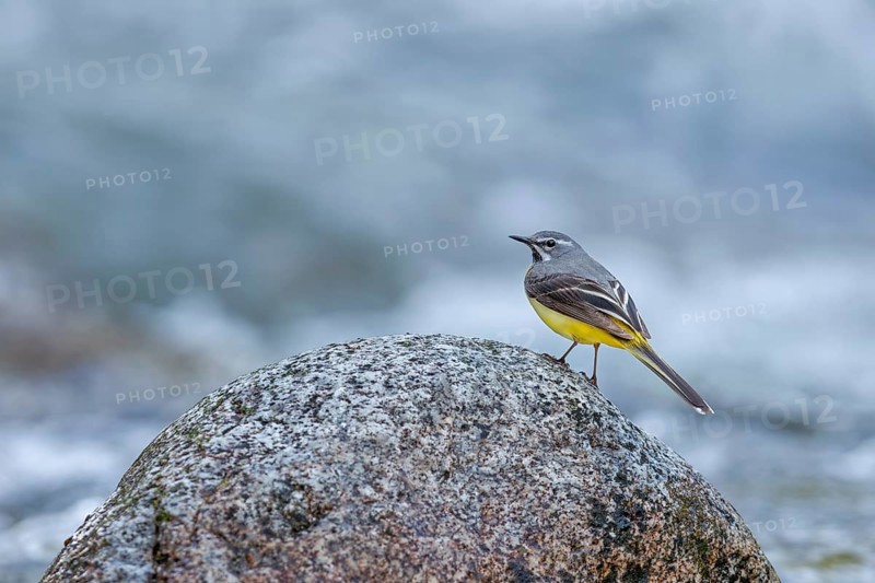 Grey wagtail (Motacilla cinerea) Male at the river Bela in the High Tatras, mountain river, white water, Slovakia