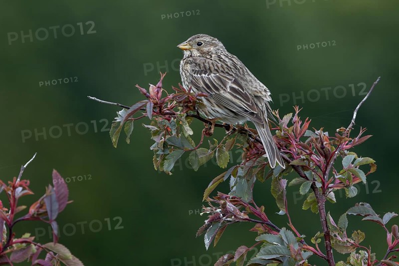 Corn bunting (Emberiza calandra) sits on its perch in a hedge and observes what is happening in its territory, perch, breeding area, Denmark