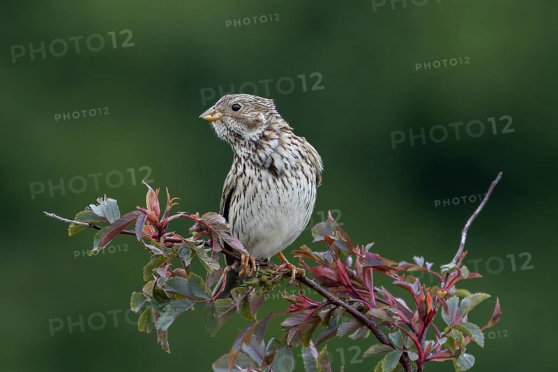 Corn bunting (Emberiza calandra) on its perch in a hedge, perch, breeding area, territory, Denmark