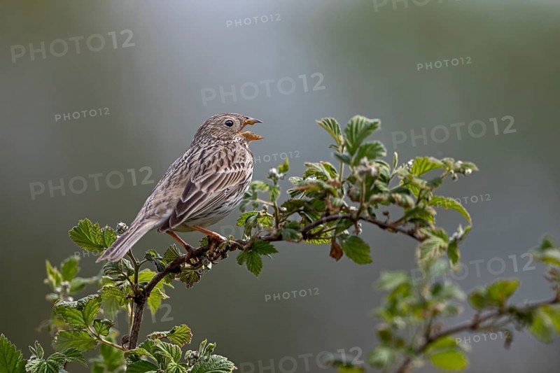Corn bunting (Emberiza calandra) male on a singing platform, perch, breeding area, territory, territorial song, Denmark