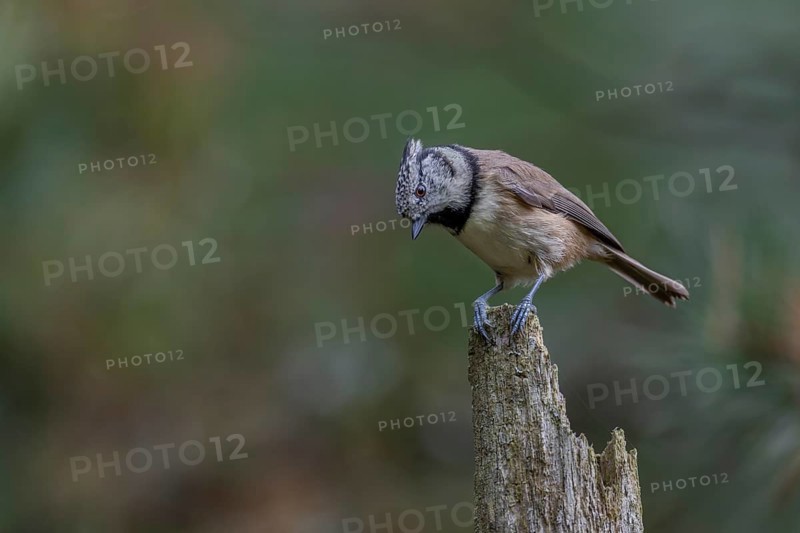 Curious, the crested tit (Lophophanes scalloped ribbonfish) observes something on the forest floor and a short time later moves on with a troop of tits through the pine forest, perch, Denmark