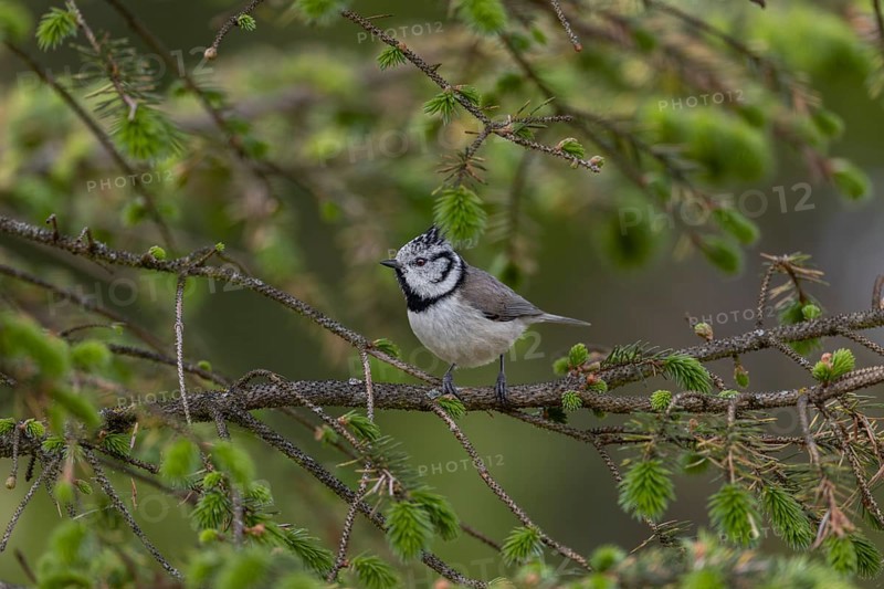 The crested tit (Lophophanes scalloped ribbonfish) forages for food in the branches of a spruce tree, Denmark