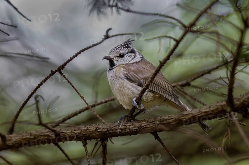 A fledged juvenile crested tit (Lophophanes cristatus) in the High Tatras, Slovakia