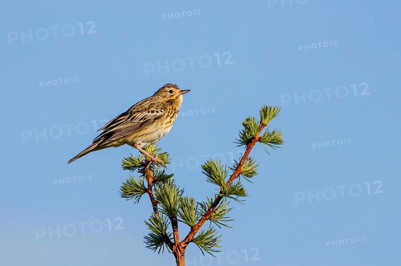 A tree pipit (Anthus trivialis) sits in the morning light on its singing platform, territory, territorial song, breeding area, Denmark