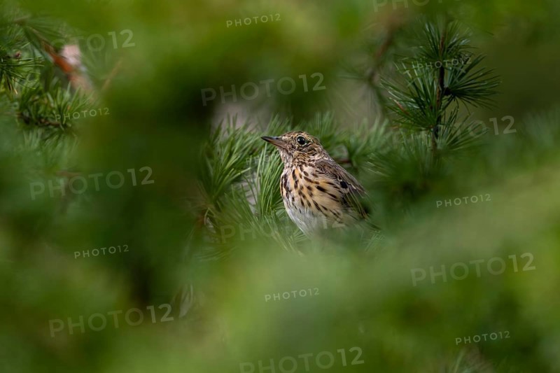 Having fledged only a few days ago, the young tree pipit (Anthus trivialis) is easy prey for predators, young bird, Denmark