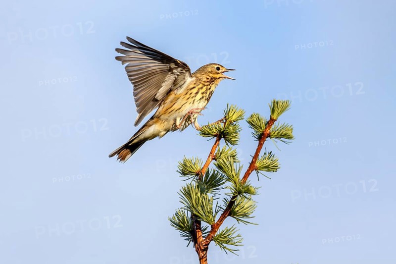 Male tree pipits (Anthus trivialis) perform a distinctive courtship flight, taking off from a tree, rising into the sky and then beginning their descent with stiff wings, singing station, territory, territorial song, breeding area, Denmark