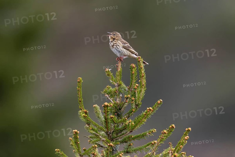 Due to the milder winters, this tree pipit (Anthus trivialis) has already returned to its breeding area in March, song station, territory, territorial song, breeding area, Denmark
