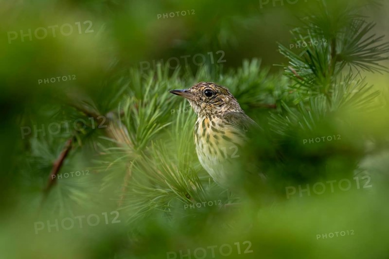 A young tree pipit (Anthus trivialis), fledged a few days ago, sits well hidden between the branches of a larch tree, Denmark