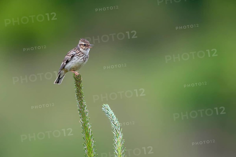 Tree pipits (Anthus trivialis) like to sit on exposed places such as tree tops to start their song flight from here, song warden, territory, territorial song, breeding area, Germany