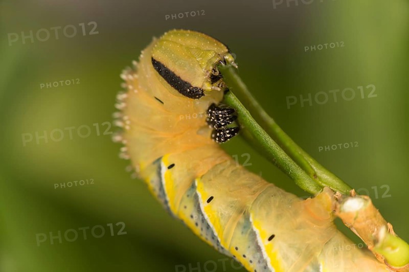 Caterpillar of the death's-head hawkmoth (Acherontia atropos) in the L4 stage feeding on a privet leaf, Switzerland