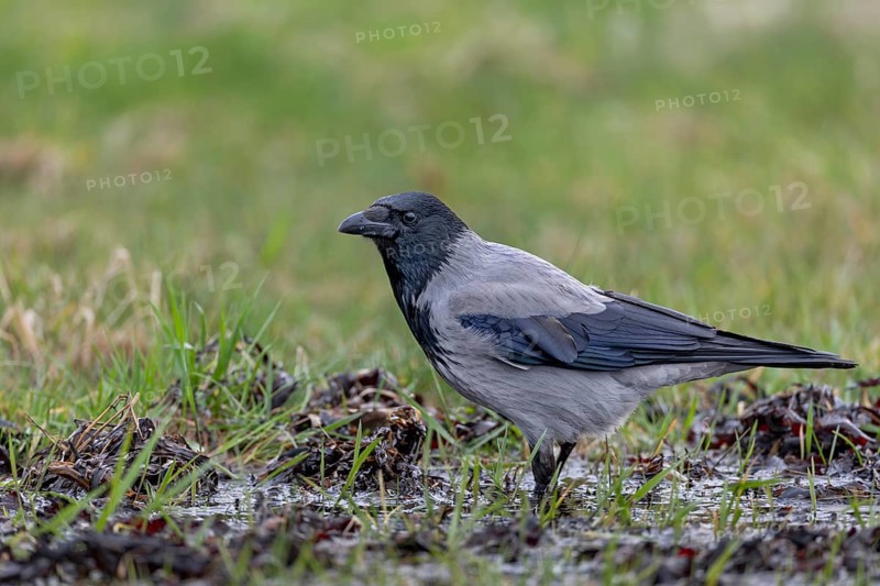 A Hooded Crow (Corvus cornix) in search of food, Denmark