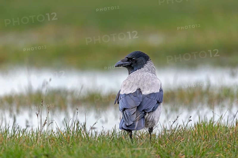 Hooded crows (Corvus cornix) are very shy and difficult to photograph, in areas heavily frequented by tourists they often lose their fear of humans, Denmark