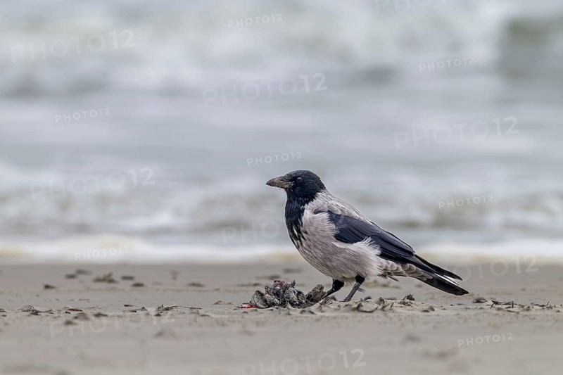 Hooded Crow (Corvus cornix) eats the remains of a dead bird, carrion, carcasses, Denmark