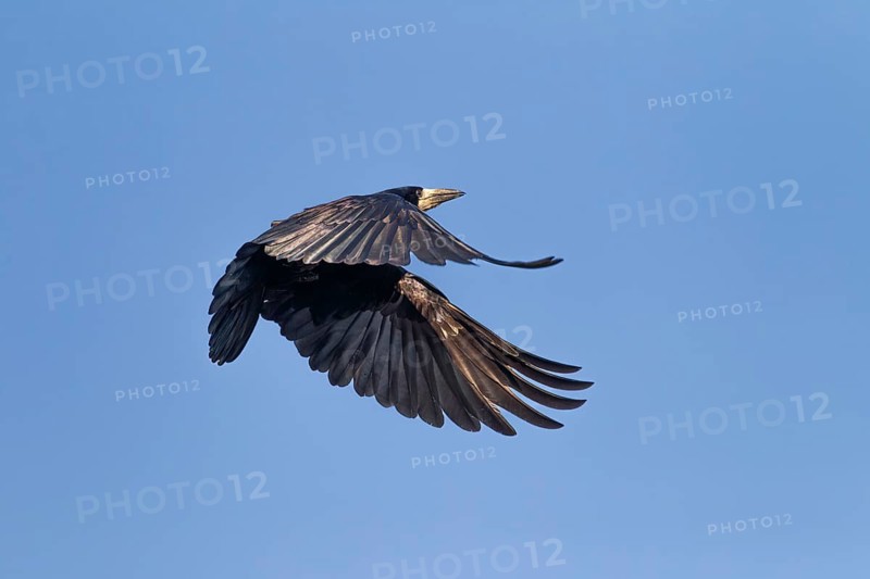 Rooks (Corvus frugilegus) also bring nest material to the nest during breeding, breeding colony, flight photo, Germany