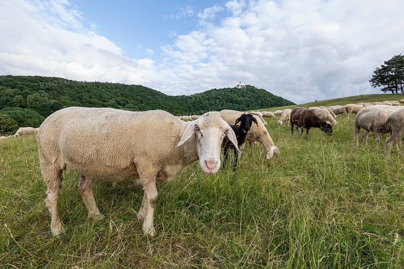 Swabian Jura, landscape with sheep under Teck Castle, Hohenbohl near Owen in Germany