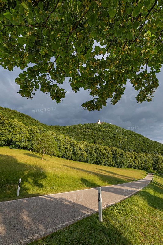 Swabian Jura in summer. The way to Teck Castle under the linden tree. Baden-WÃ¼rttemberg, Germany