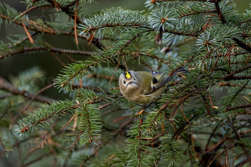 The goldcrest (Regulus regulus) is difficult to spot among the dense branches of the conifers, foraging, Denmark