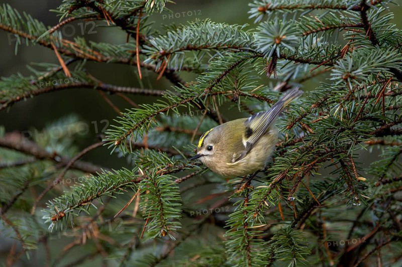 Goldcrests (Regulus regulus) need good stands of conifers to survive, foraging, Denmark