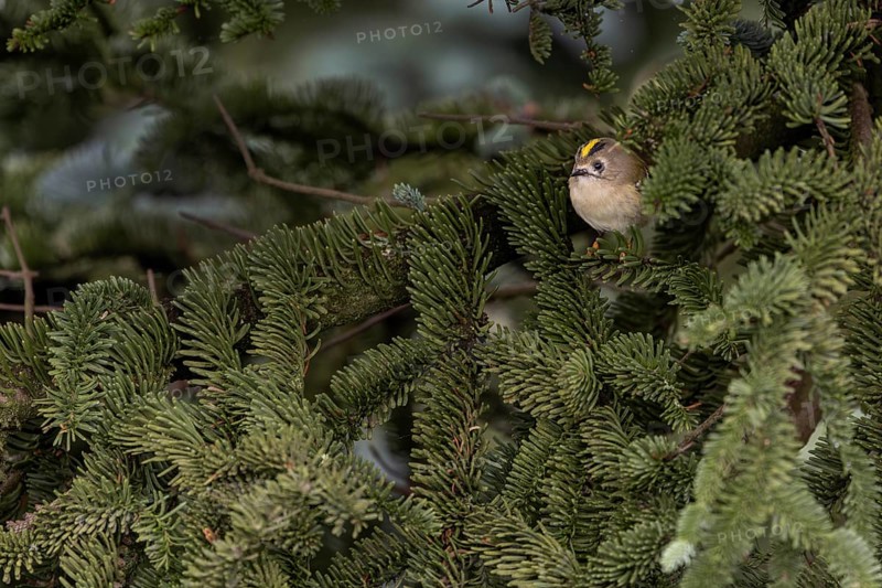 Typical for goldcrests (Regulus regulus) are the light yellow, or light orange feet, thoughtful, Denmark