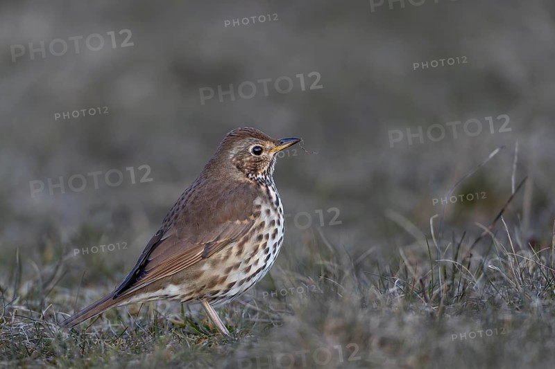 This song thrush (Turdus philomelos) has already returned from its wintering grounds in mid-March, foraging, Germany