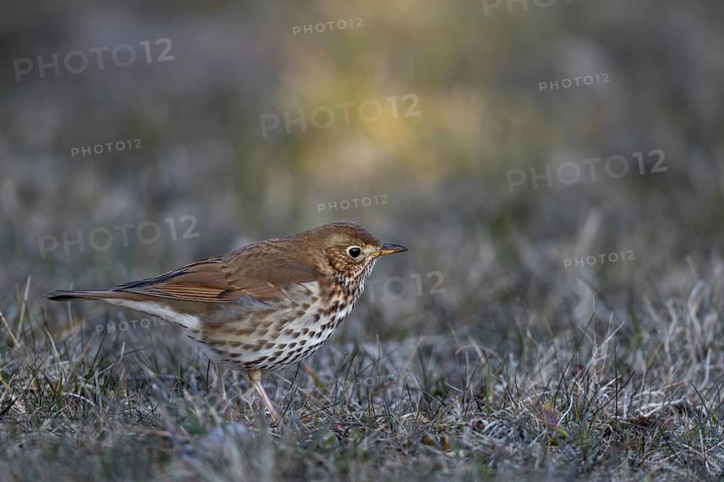 The song thrush (Turdus philomelos) shows the typical slightly tilted head posture while foraging on the ground, posture, Germany