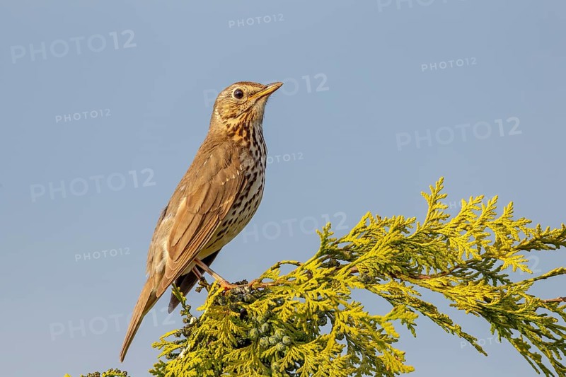 Song thrush (Turdus philomelos) Males use exposed places such as tree tops as singing perches, Germany