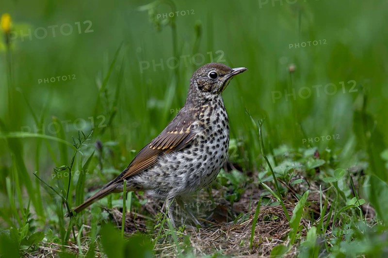 In a small forest meadow, the song thrush (Turdus philomelos), which fledged a few days ago, searches for food, young bird, Slovakia