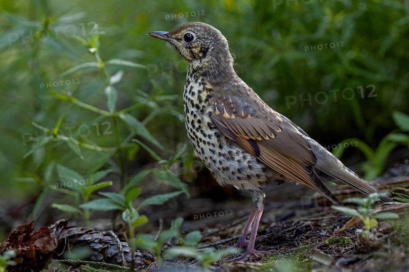 A song thrush (Turdus philomelos) that fledged a few days ago searches for food on the forest floor, young bird, Slovakia
