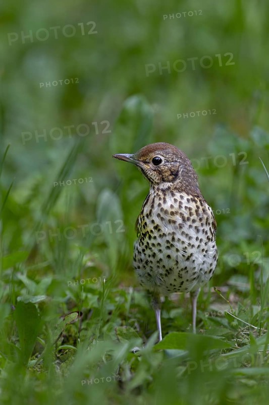 The song thrush (Turdus philomelos), which fledged a few days ago, now has to search for food without parental help, young bird, Slovakia