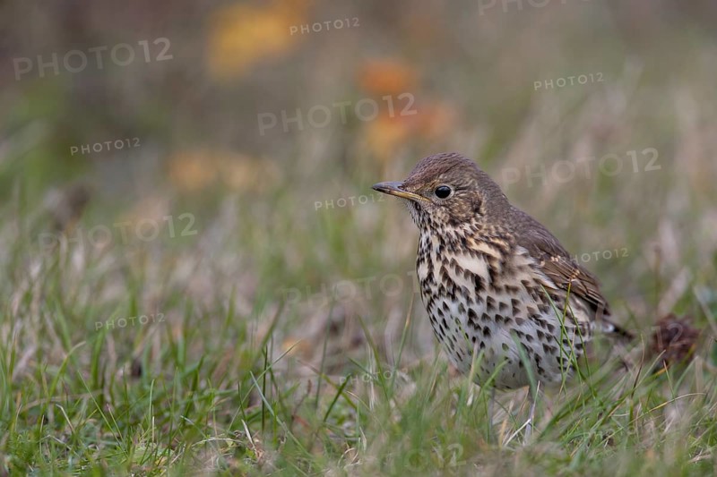 Song thrush (Turdus philomelos) on the offshore island of Heligoland, foraging, Germany