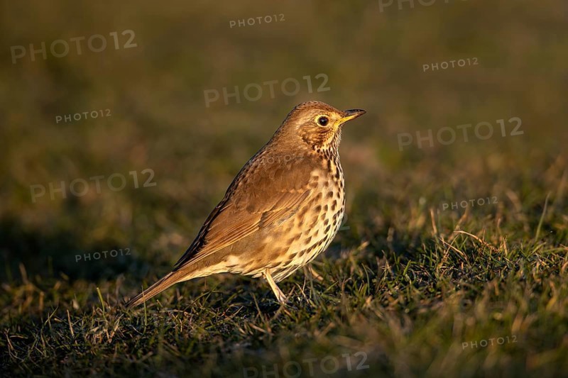 Song thrush (Turdus philomelos) in the evening light, foraging, Germany