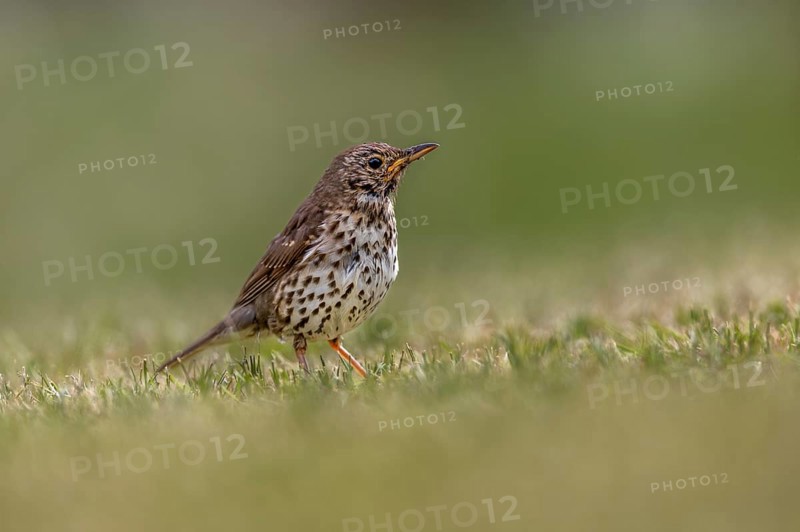 In a small meadow, the song thrush (Turdus philomelos), which fledged a few days ago, searches for food, young bird, Denmark