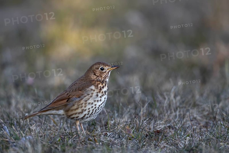 The song thrush (Turdus philomelos) searches for food in a meadow in the evening, foraging, Germany