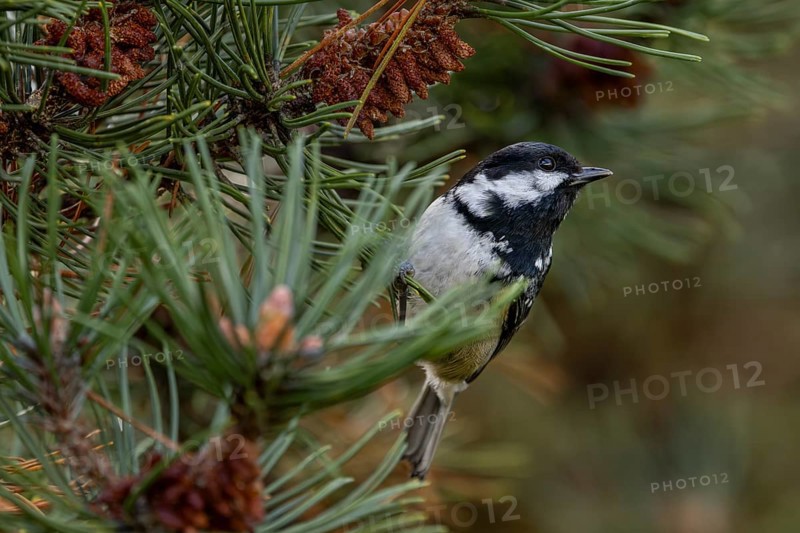 A pine tit (Periparus ater) is foraging with several other songbird species in a pine forest, Denmark