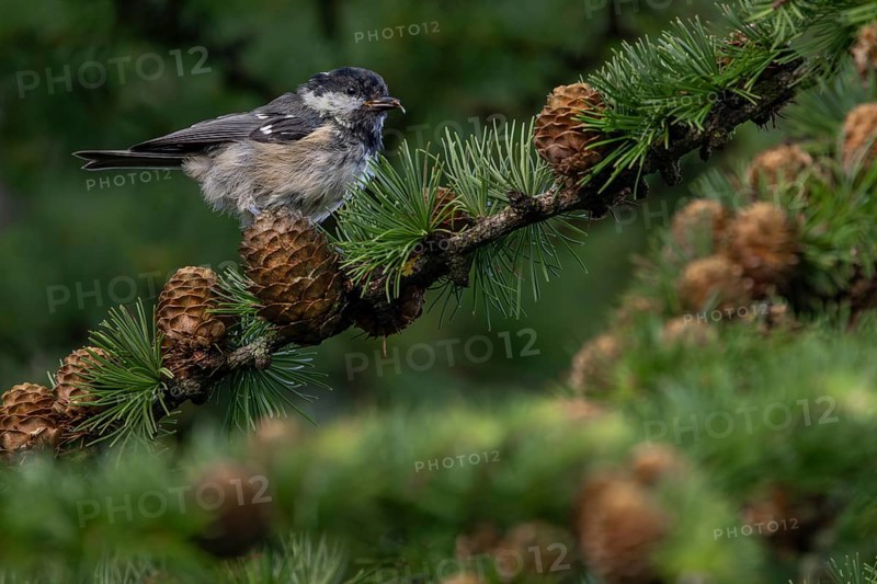 A fir tit (Periparus ater) that fledged a few days ago foraging in a larch tree, young bird, juvenile plumage, Denmark