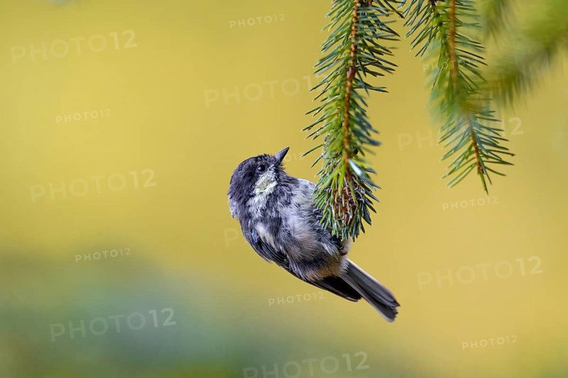 A fledged juvenile of the European Long-tailed Tit (Periparus ater) with a colour anomaly on the head, the actually white cheek patch is yellow in this animal, juvenile plumage, Denmark